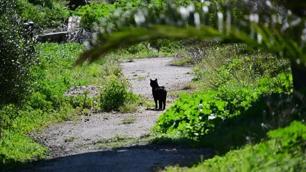 Gato callejero caminando entre tumbas en el cementerio de Cádiz, representando a los animales abandonados que buscan refugio y cuidado.