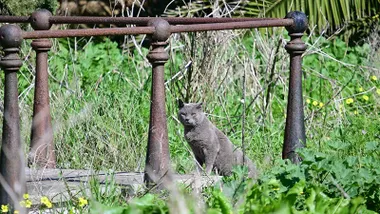 Gato en la visita Bruno, Cossi a las Obras de desalojo del Cementerio