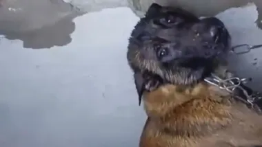 La Guardia Civil investiga por maltrato a una mujer que dejó a su perro atado en una vivienda anegada en Jerez