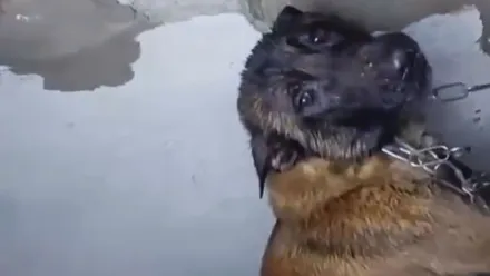 La Guardia Civil investiga por maltrato a una mujer que dejó a su perro atado en una vivienda anegada en Jerez