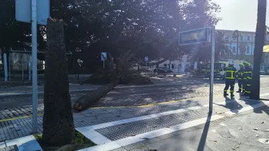 Palmera caida en la carretera a los pies del árbol del Mora.