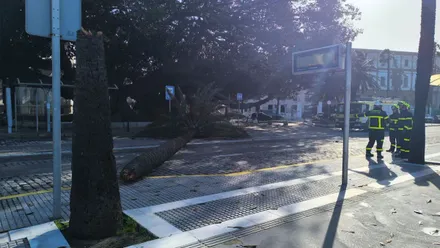 Palmera caida en la carretera a los pies del árbol del Mora.
