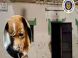 Una vivienda arde en Puerto Real, los bomberos rescatan a tres perros entre las llamas