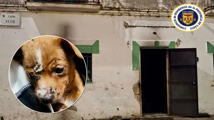 De fondo la casa que se ha incendiado y en un círculo un cachorro de perrito con quemaduras.
