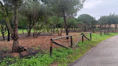 Masa de pinares junto a la carretera en Puerto Real.