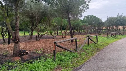 Masa de pinares junto a la carretera en Puerto Real.