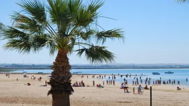 Playa con muchos bañistas y una palmera en primer término.