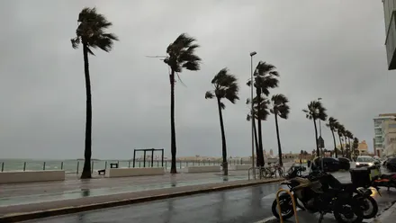 Un nuevo frente ha devuelto e temporal de viento y lluvias a Cádiz, como se aprecia en esta imagen de las palmeras en el paseo Marítimo de la capital. Foto: José Luis Porquicho Prada.
