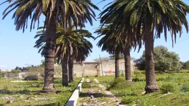 Palmeras y un camino que va a unas ruinas en la zona de la "Huerta de la Compañía".