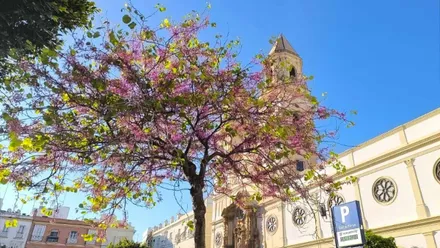Sol y Levante más flojo este miércoles en Cádiz en una semana que se seguirá estable hasta el Domingo de Ramos