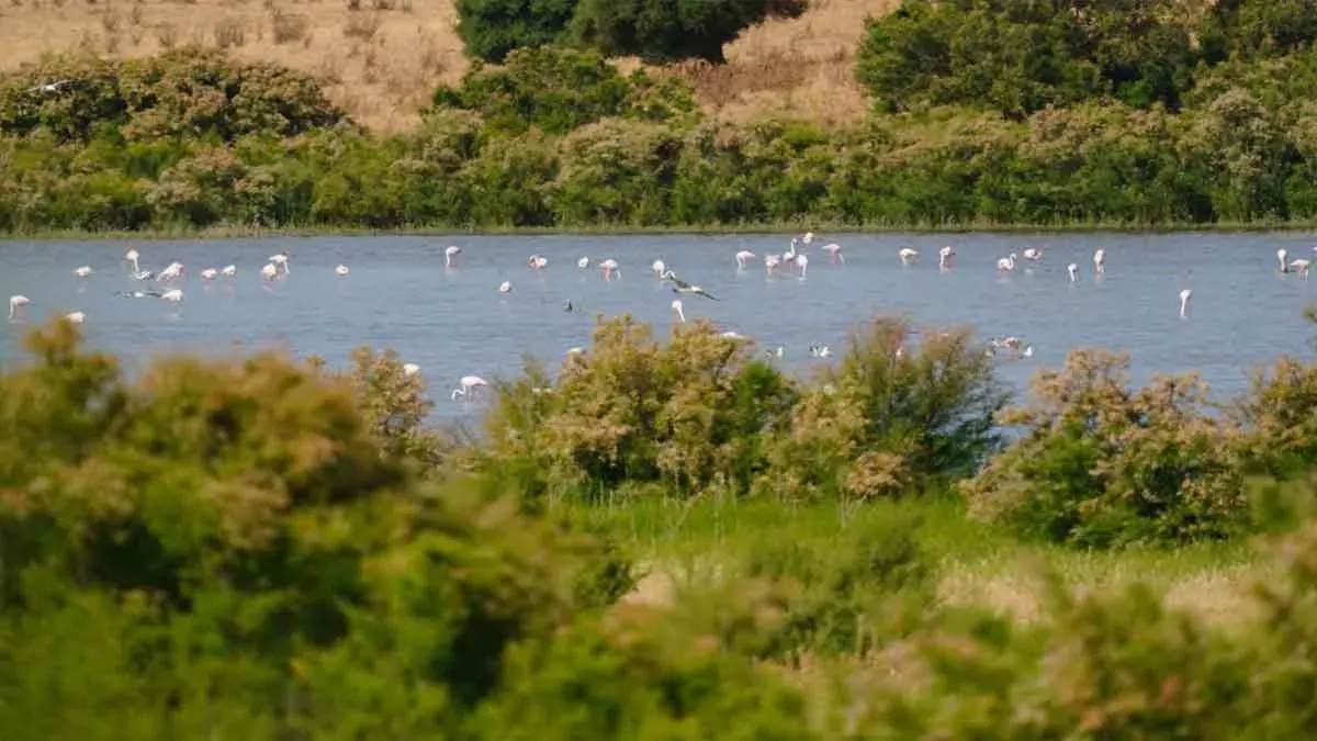 Humedal de Chiclana con muchas aves.
