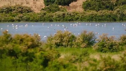 Humedal de Chiclana con muchas aves.