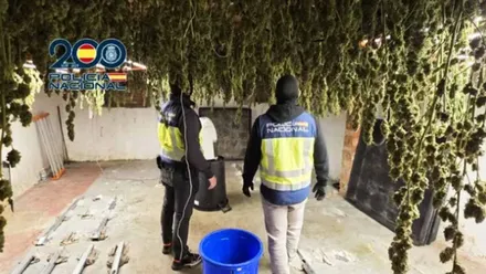 Plantas de marihuana colgadas en Jerez con dos policías nacionales.