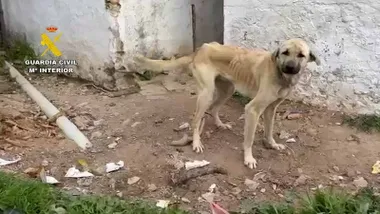 Perro flaco y desnutrido en color canela.