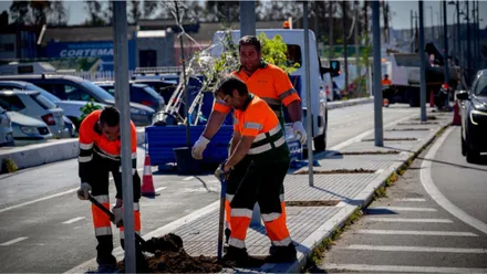 plantación de nuevos árboles en la avenida de Astilleros dentro del programa municipal de incremento de zonas de sombra en la ciudad.