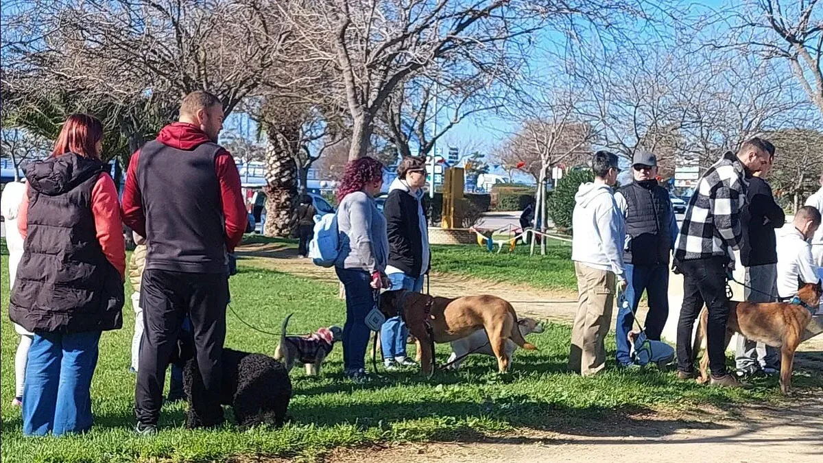 Muchos perros en el césped en la Fiesta de San Antón de Chiclana en una edición pasada.