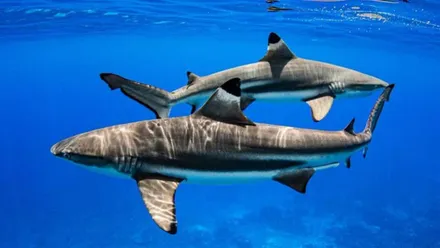 Dos tiburones en el mar.