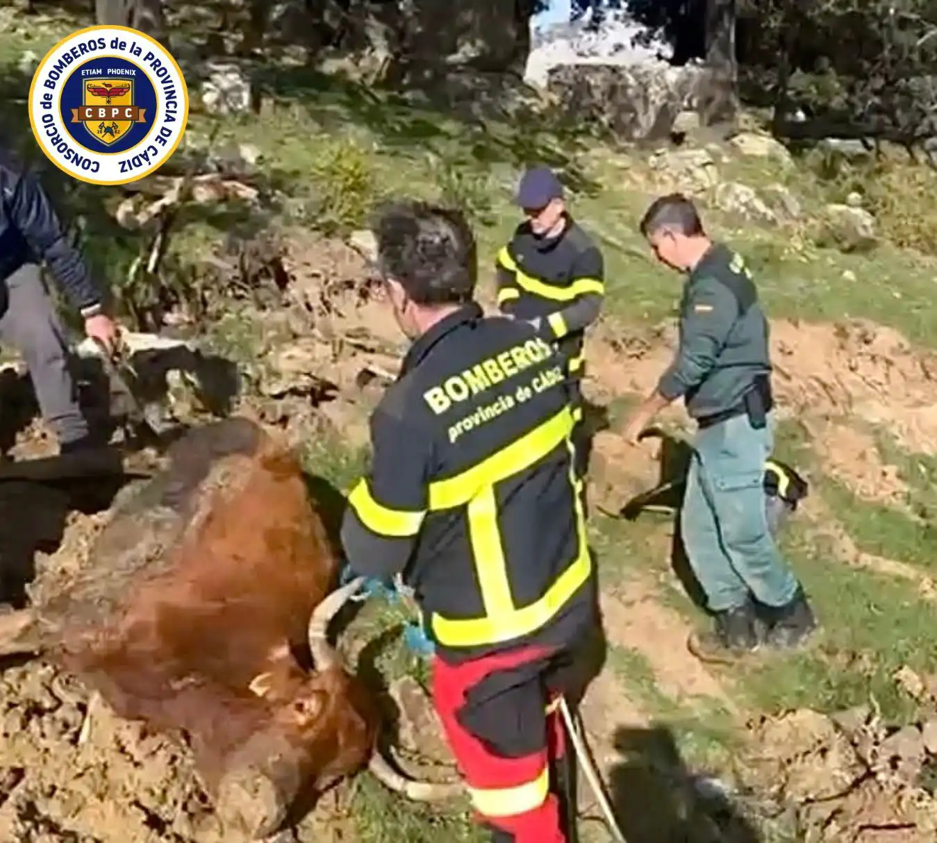 Efectivos liberan a la vaca atrapada en el lodo en el paraje de los Llanos del Republicano, en Villaluenga del Rosario. Foto: CBPC.