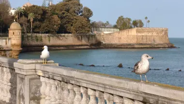Imagen tomada a primeras horas de la mañana en la Alameda de Cádiz. En primer plano, dos gaviotas están posadas sobre la balaustrada de piedra, mirando hacia el mar. El cielo aparece parcialmente despejado y la luz es suave, propia de las primeras horas del día. El ambiente es tranquilo y todavía no se aprecia calima en el horizonte.