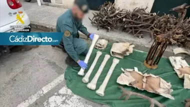 Algunos de los restos de animles aficanos intervenidos por la Guardia Civil. Foto: Guardia Civil.