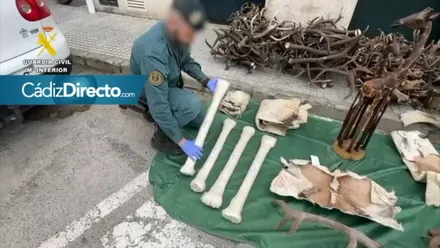 Algunos de los restos de animles aficanos intervenidos por la Guardia Civil. Foto: Guardia Civil.