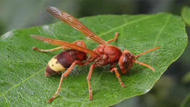 Avispón sobre una hoja.