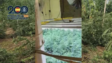 Plantas de marihuana en un cultivo "indoor".