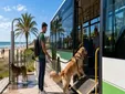 De la playa canina al autobús, de esta forma ha cambiado San Fernando con sus 20.000 mascotas
