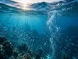 Una investigación liderada por la UCA revela cambios clave en el Atlántico que afectan a la pesca