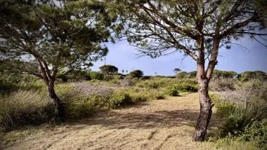 Camino y zona de matorrales con pinos en Puerto Real.