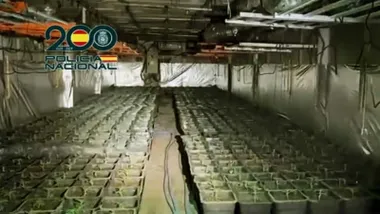 Más de 2000 plantas de marihuana en un sótano.