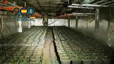 Más de 2000 plantas de marihuana en un sótano.