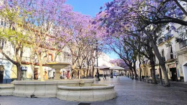 Parece retocada con Photoshop o hecha con inteligencia artificial, pero no, es una imagen de la plaza del Mentidero con sus árboles en flor este miércoles 13 de mayo. Foto: José Luis Porquicho Prada.