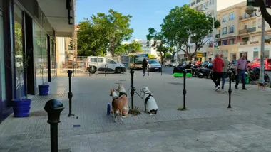 Tres perros están atados a un poste a la puerta de una panadería en la avenida principal de Cádiz.