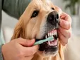 Ni premios ni golosina, esto es lo que realmente ayuda a limpiar los dientes de tu perro