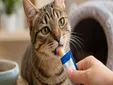 Muchos dueños de gatos están dando Churu a diario y veterinarios explican qué ocurre realmente