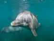 La Universidad de Cádiz participa en un estudio sobre los contaminantes emergentes en delfines y peces del litoral español