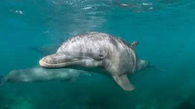 Dos delfines en aguas del Estrecho de Gibraltar.