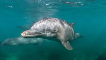 Dos delfines en aguas del Estrecho de Gibraltar.