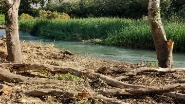 Árboles talados y desbroce junto al caudal reducido del río Guadalete.