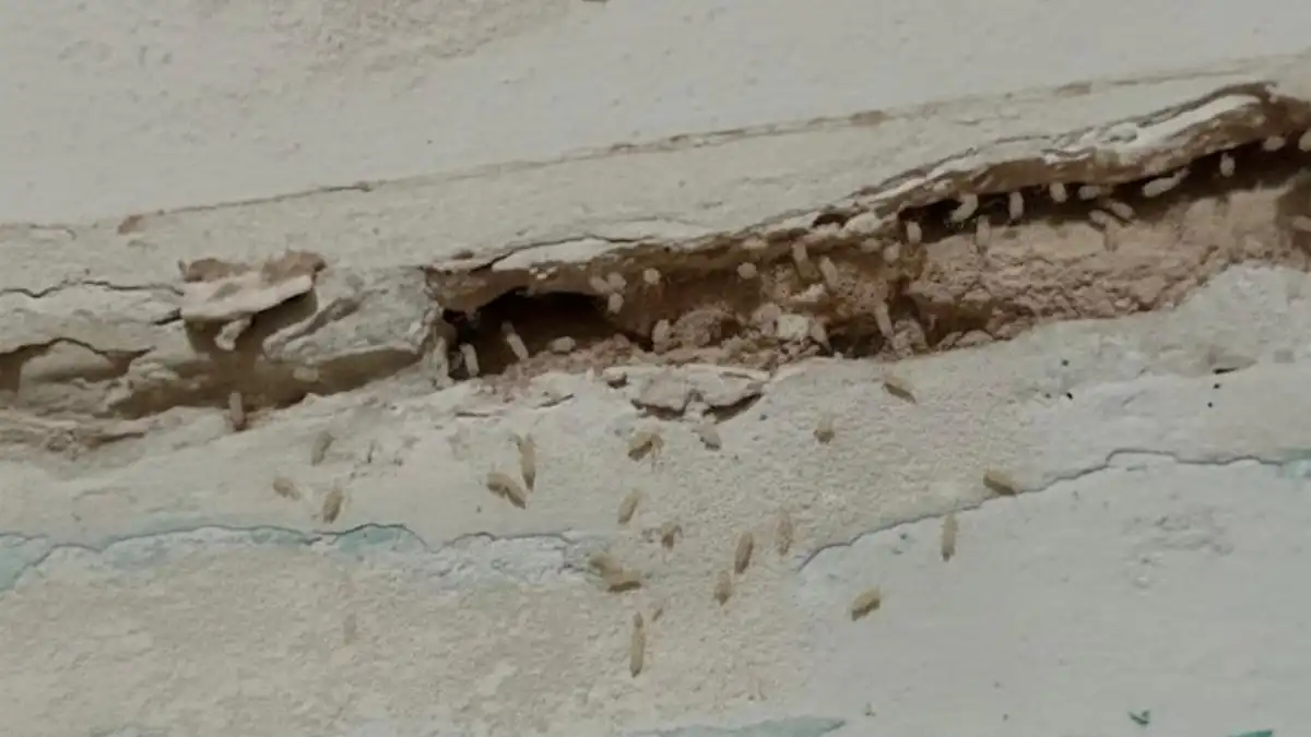Detalle de una pared con presencia de larvas y deterioro causado por una plaga de termitas en una vivienda del barrio de Santa María, en Cádiz.
