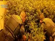 Dos detenidas tras descubrir una plantación con más de 300 plantas de marihuana en Chipiona