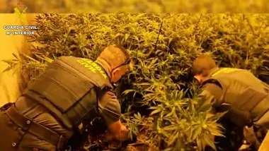 Agentes de la Guardia Civil en la plantación "indoor" de marihuana.