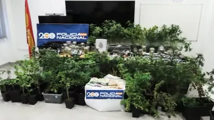 Plantas de marihuana incautadas por la Policía Nacional en Rota.
