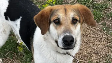 Perro blanco, negro y marrón en un centro de protección de animales.