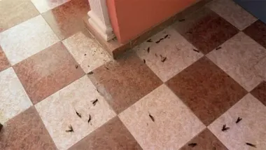 Imagen de varias termitas en el suelo del interior de una vivienda afectada por una plaga denunciada por una vecina de Cádiz.