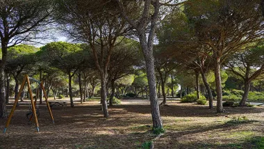Zona boscosa de Chiclana, destacan los pinos.