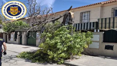 Un árbol roto en la calle siendo retirado por los bomberos.