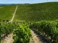 Lo que esconde la tierra blanca de Cádiz que cambia por completo el vino de la zona, según un estudio de la UCA