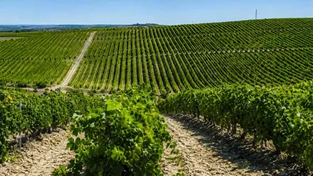 Muchas vides un un viñedo, con la tierra blanca, en Cádiz.